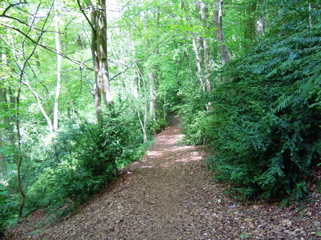 Hawkwood College grounds, a stroll through the woods after lunch.